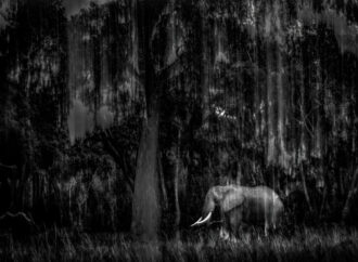 Indian Wildlife Photographer Rahul Sachdev Receives Highly Commended Honour at Wildlife Photographer of the Year 2025