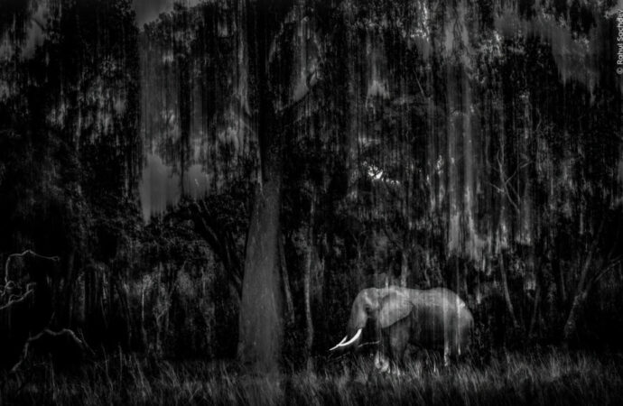Indian Wildlife Photographer Rahul Sachdev Receives Highly Commended Honour at Wildlife Photographer of the Year 2025
